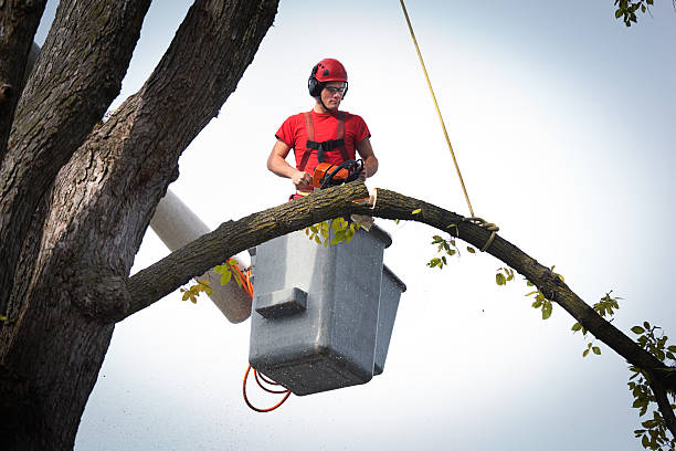 Best Arborist Consultation Services  in Statham, GA